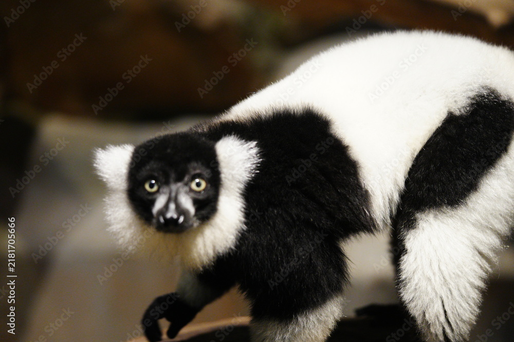 Obraz premium Ruffed Lemur Portrait Black and White Animal Photo