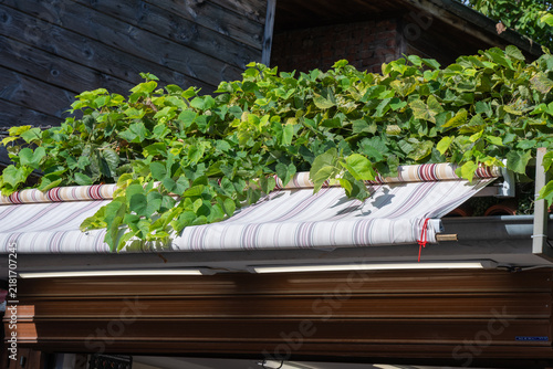 Canvastavla A striped retractable awning is partially extended, with lush green climbing vines spilling over its top against a dark wooden wall background