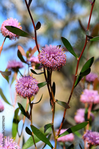 Картината върху платно Beautiful flowers of the Australian native purple coneflower, Isopogon cuneatus, family Proteaceae