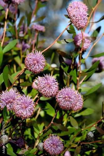 Фотография Beautiful flowers of the Australian native purple coneflower, Isopogon cuneatus, family Proteaceae