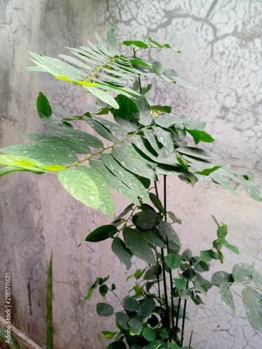 Leafy green shrub with pinnate oval leaves showing natural pale white mottling, growing against a textured cracked grey concrete wall. Slender dark stems, fresh foliage, natural outdoor garden vegetat