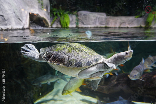 Smooth softshell turtle underwater with fish in aquarium