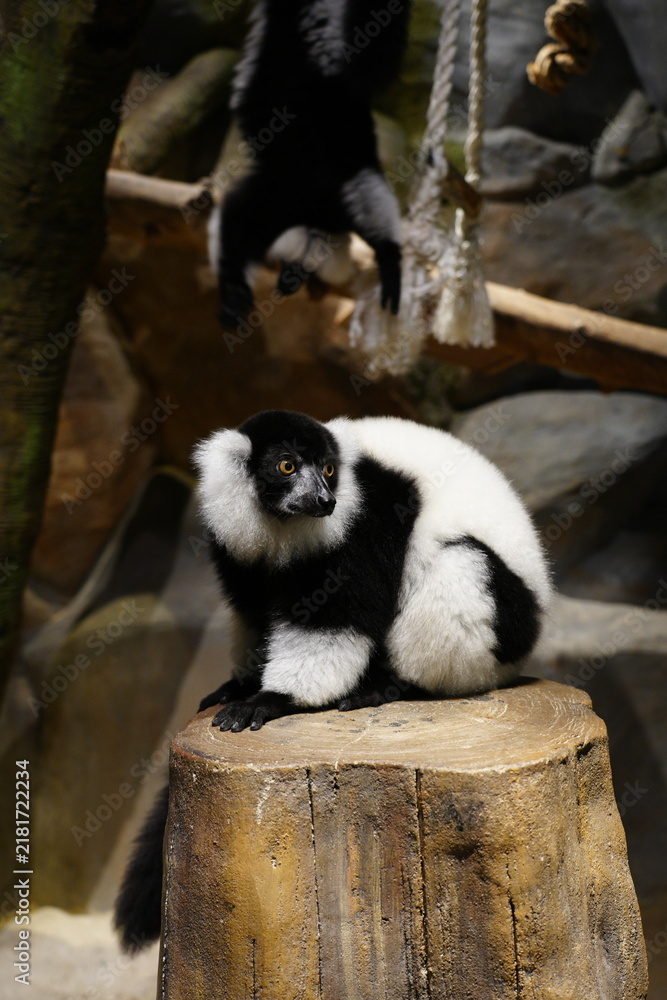 Obraz premium Black and White Ruffed Lemur Portrait Varecia variegata