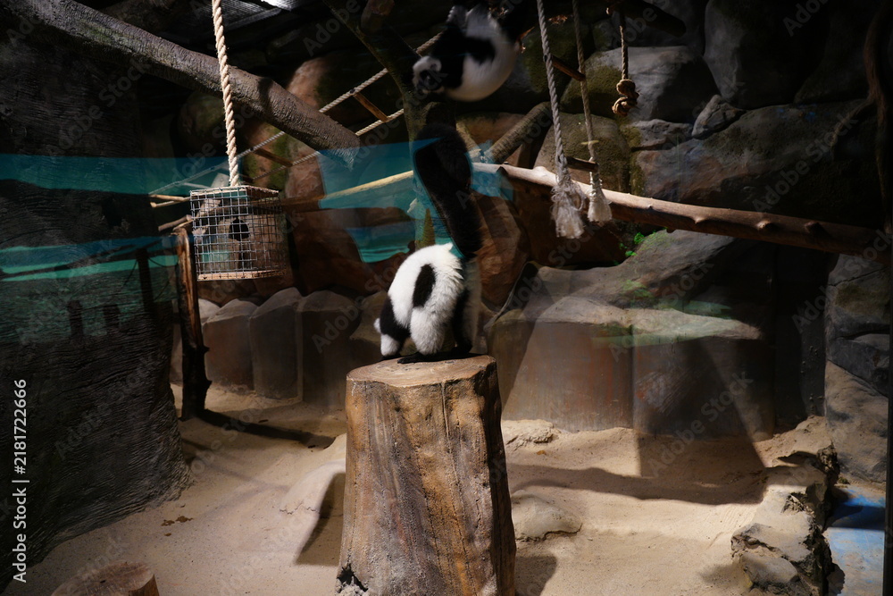 Fototapeta premium Black and White Ruffed Lemurs in Enclosure at the Zoo