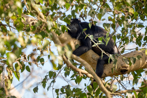 Photography Black Howler Monkey - Alouatta caraya, beautiful long tailed black primate from South American tropical forests, Pantanal, Brazil