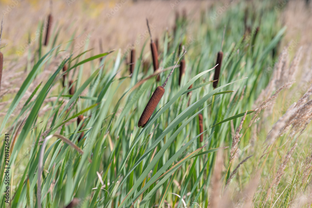Obraz premium Tall grasses sway gently in the breeze near a serene wetland scene filled with earthy colors and natural beauty