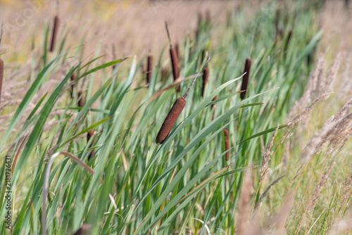Tall grasses sway gently in the breeze near a serene wetland scene filled with earthy colors and natural beauty