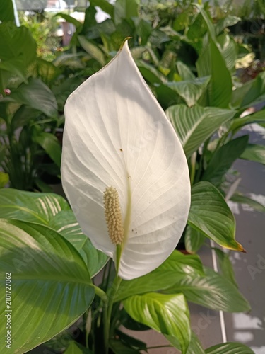 Elegant white peace lily flower blooming among lush green leaves – photo for wellness center brochures, gardening websites, and floral wall art prints