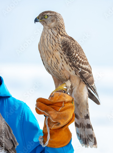 Canvastavla Falcon perched on a falconry glove in a snowy landscape, showcasing a trained bird of prey and the traditional art of falconry