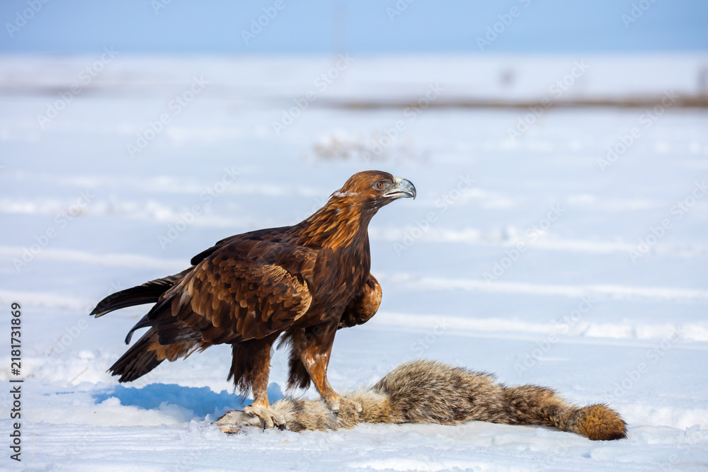 Obraz premium A bird of prey hunts its prey. A large eagle caught a fox against a backdrop of snow. Falconry. Berkutchi. A national tradition of Asia. A golden eagle sits in the snow, clinging to its prey.