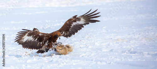 Konstfotografi A bird of prey hunts its prey
