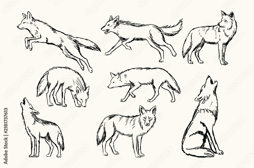 Fototapeta premium Coyote Hand-Drawn Sketch Collection Wildlife Animal Illustration Set