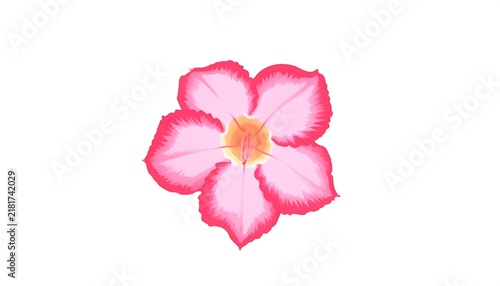 Pink lotus flower with orange center isolated.