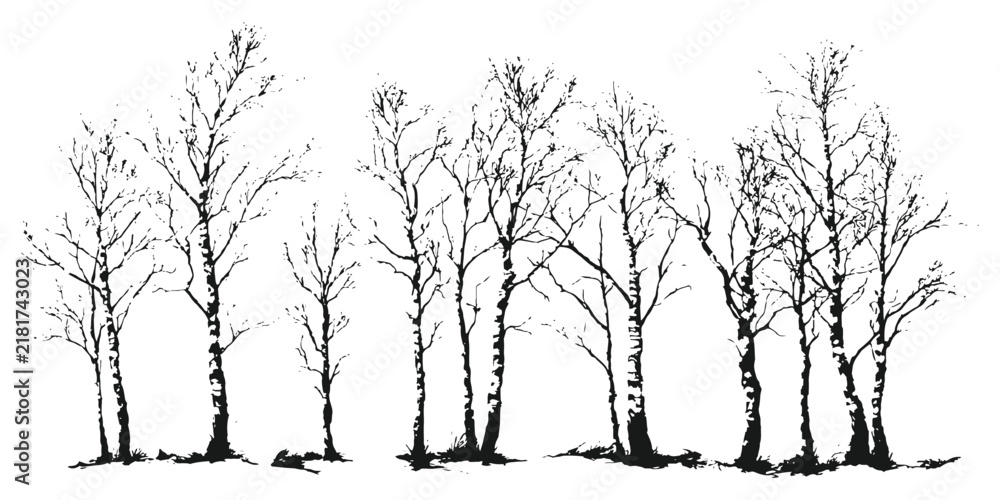 Obraz premium Black and white silhouette of bare winter birch trees forest landscape vector illustration graphic design elements.