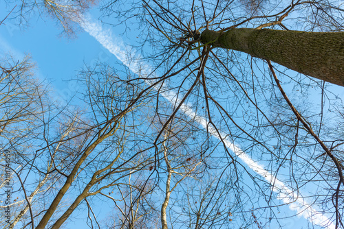 Foto Low-angle view through tall leafless deciduous trees and intricate bare branches against a clear blue winter sky with a long white cloud