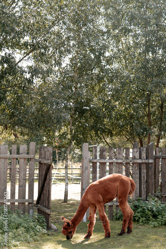 Fotografie Two cute brown alpacas facing each other in a rural farm enclosure on a sunny day
