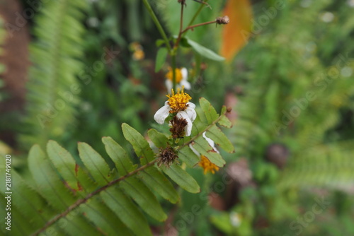 bee on a green leaf