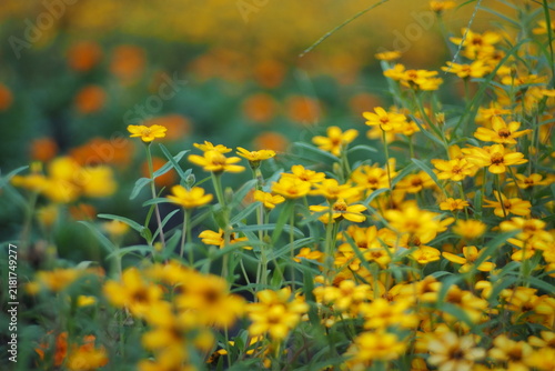 yellow flowers in the field