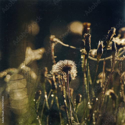 THE NATURAL WORLD IN LATE SUMMER -  Field bindweed on the meadow in the morning dew and sunshine (photo in the style of analog photography)