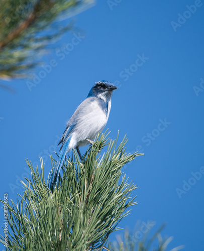 Bild auf Leinwand Scrub jay bird in the top of a tree branch