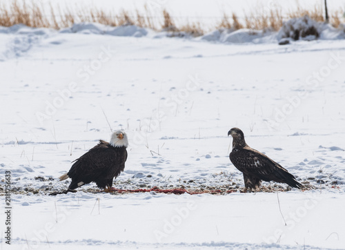 An adult and a juvenile eagle in the snow eating