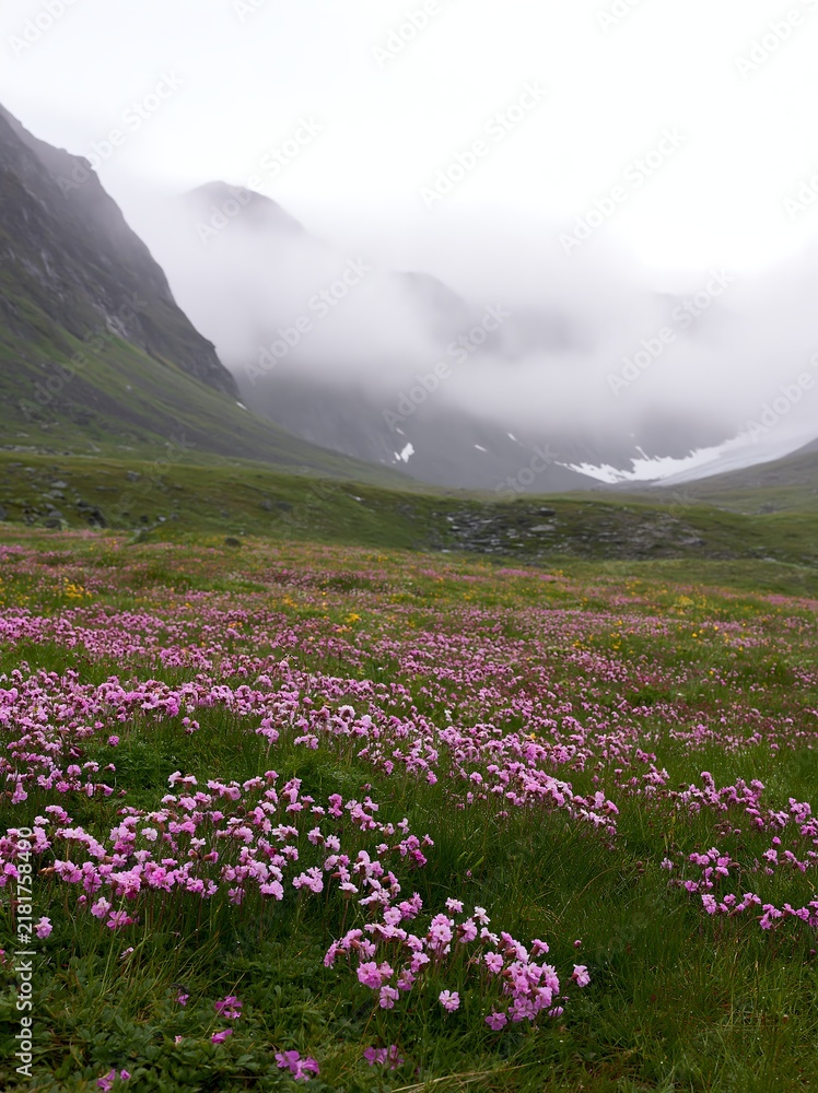Obraz premium Mountain pass meadow filled with purple flowers and mist