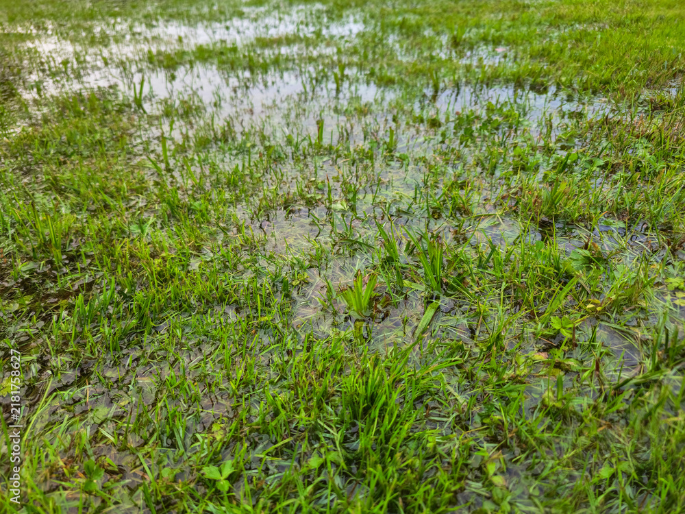 Fototapeta premium Flooded green grass lawn after heavy rain with puddles