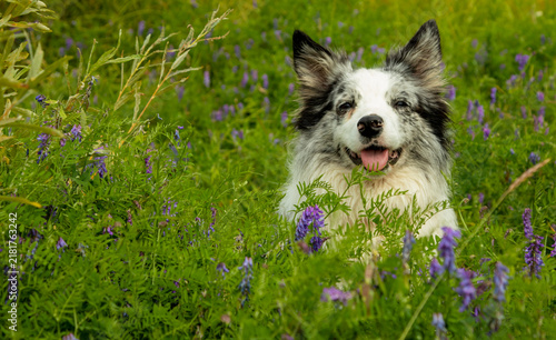 Bild auf Leinwand A happy blue marble border collie dog in nature