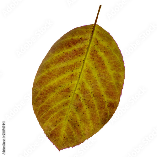 autumn leaf isolated on white