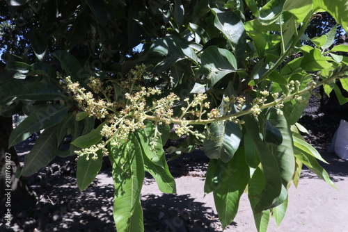 Close‑up of mango tree inflorescence with pale yellow panicles and glossy green leaves - botanical, agricultural, and tropical orchard imagery.