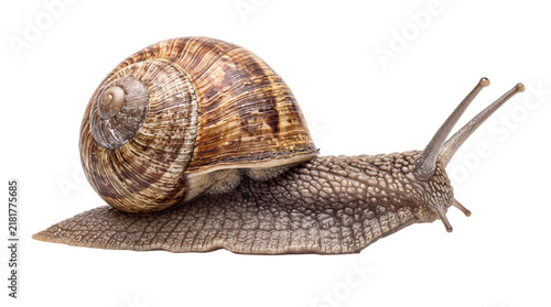 Bild auf Leinwand Garden snail with brown shell and textured body on isolated on png transparent b