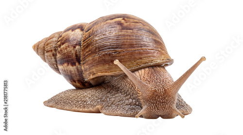 Quadro su tela Giant african land snail with detailed shell and isolated on png transparent bac