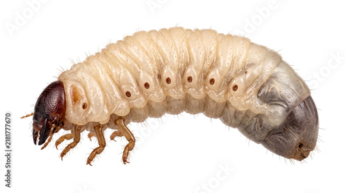 Konstfotografi White grub larva with six legs and dark head on isolated on png transparent back