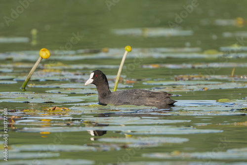 Konstfotografi Eurasian coot (Fulica atra) swimming on a serene lake among yellow water lilies near Mrągowo, Masuria, Poland