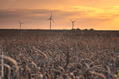 Wind turbines in the farmland of the Pałuki region