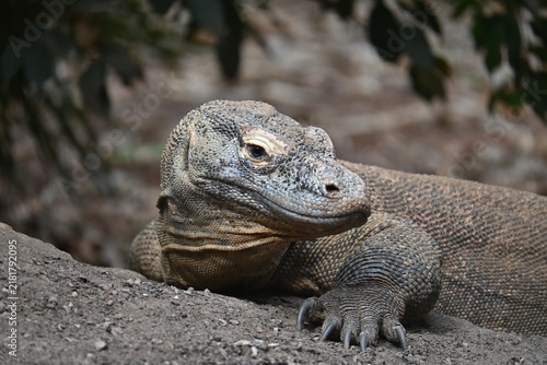 фотографія Portrait photo of a komodo dragon