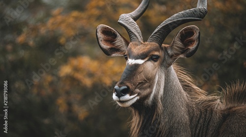 Male Greater Kudu antelope in natural habitat