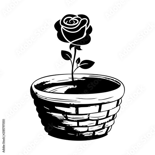 Black and white hand drawn style rose flower blooming in a woven basket pot with potted rose