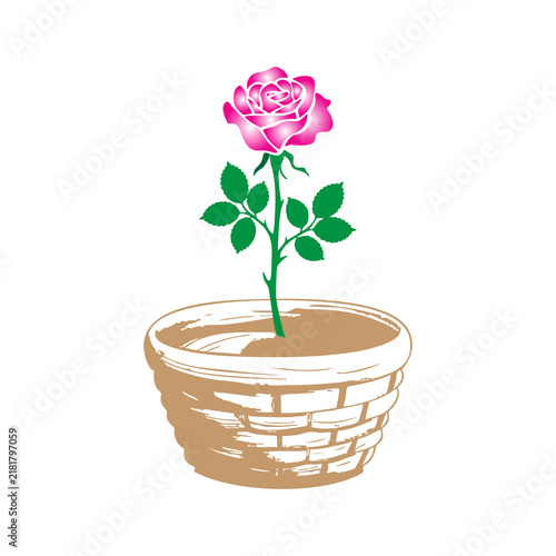 Pink rose flower in a rustic woven basket pot isolated on white background with potted rose