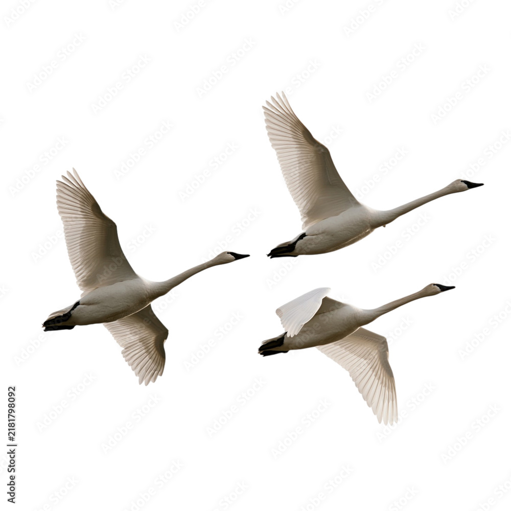 Obraz premium Three white swans flying in formation with outstretched wings isolated on transparent background PNG element
