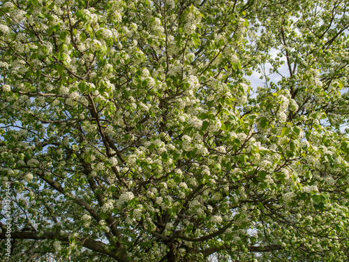 Bradford Pear Tree in Full Bloom