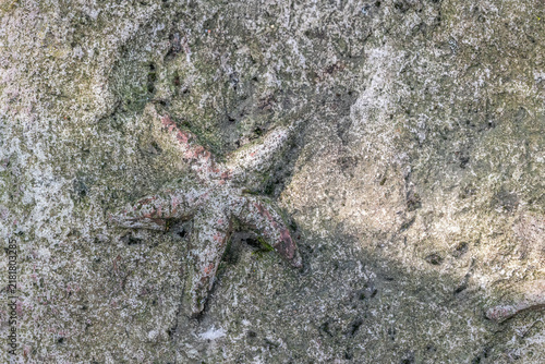 Starfish as a real fossil on stone. Horizontally. 