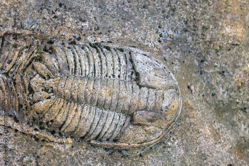 Ancient dark trilobite fossil embedded in rock. Natural bacground. Horizontally. 
