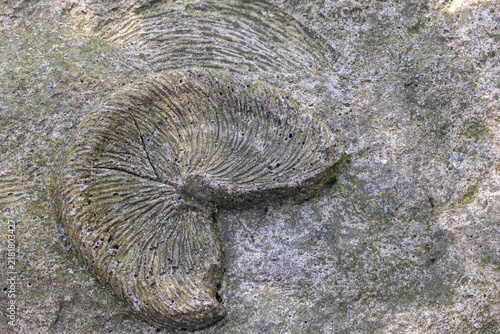 Fan shaped fossil. Natural background. Horizontally. 