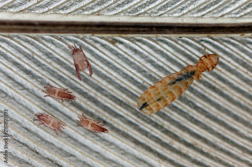 Bird parasite, louse Brueelia nebulosa and two species of mites, Analges sturninus and Trouessartia rosteri. Found on a starling's feathers.