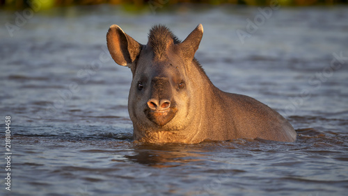 A Tapir swims in the river at sunset portrait.