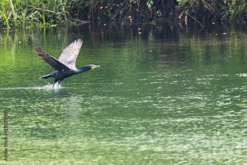 Double Crested Cormorant Flying Over Water in Elizabethton Tennessee During Daylight Hours