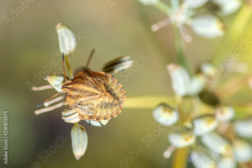 European Striped Shield Bug late instar nymph, Graphosoma Italicum