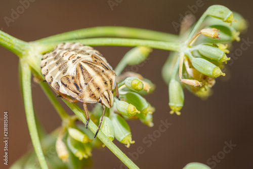 European Striped Shield Bug late instar nymph, Graphosoma Italicum