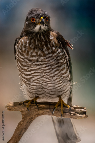 Konstfotografi Front view of adult Crested Goshawk (Accipiter trivirgatus) taxidermy specimen with orange eyes perched on branch